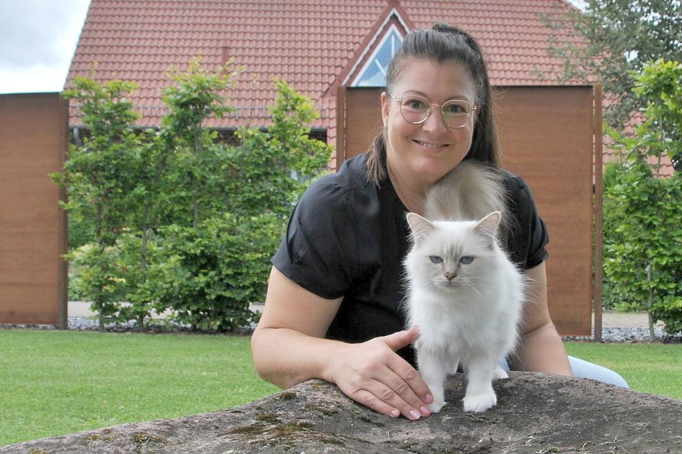 Heilige Birma Katzen sind eine Mittellanghaar-Katzenrasse, die aus einer Kreuzung von Siam- und Perserkatzen hervorgegangen ist. Bild: Schönig