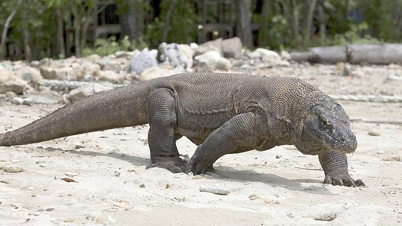 Ein Komodowaran - die Existenz der Art ist stärker bedroht als bisher angenommen. Foto: Made Nagi/EPA/dpa