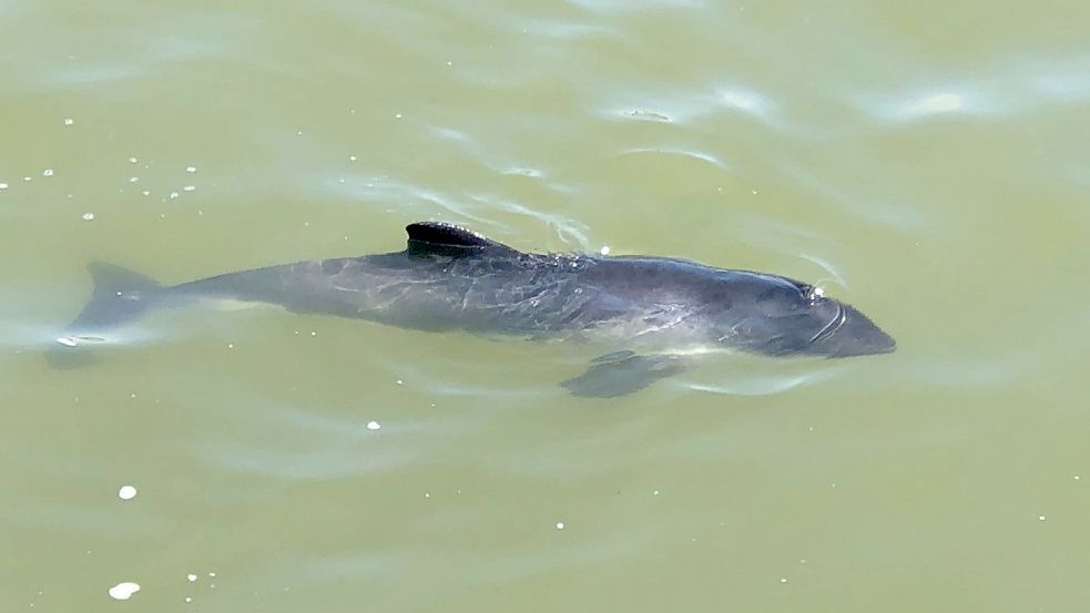 Dem Schweinswal konnte nicht mehr geholfen werden. Foto: Seehundstation