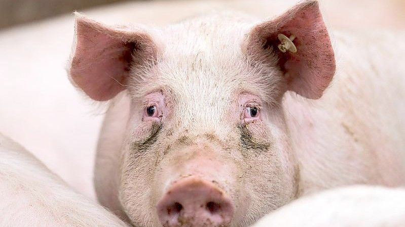 Afrikanische Schweinepest und die Folgen der Gastro-Schließungen in der Corona-Zeit machen es den Bauern schwer. Foto: Andreas Arnold/dpa