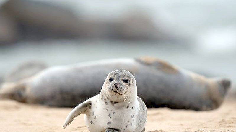 Ein junger Seehund liegt am Strand von Horsey Gap. Hunderte trächtige Kegelrobben kommen an Land um sich auf den Beginn der Welpensaison vorzubereiten. Foto: Joe Giddens/PA Wire/dpa