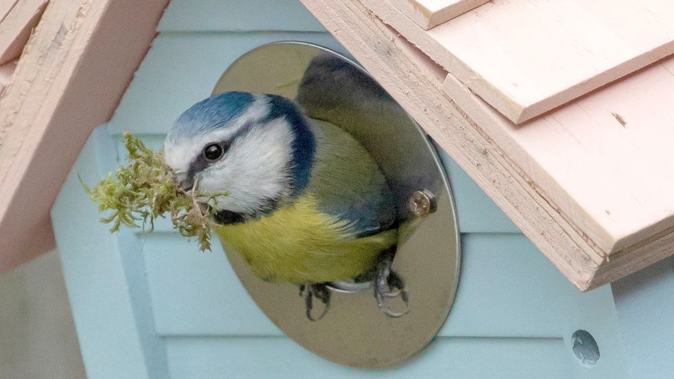 Ein Nistkasten bietet Vögeln wie Blaumeisen Schutz im Winter. Foto: pixabay.com