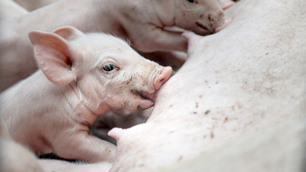 Schweinemarkt in der Krise: Der Preis für ein Ferkel stürzt auf 20 Euro ab. Landwirte machen nur noch Verlust. Foto: Michael Gründel