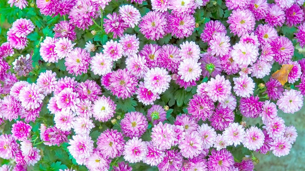 Chrysanthemen blühen reich. Foto: Pixabay