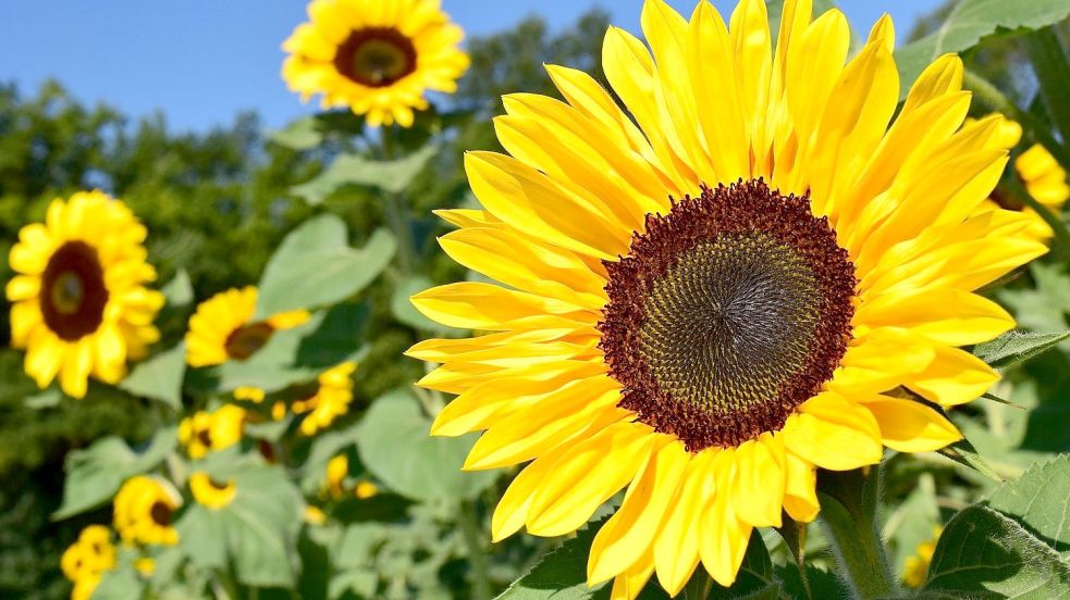 Eine Sonne, die auch bei trübem Wetter scheint: Die Sonnenblume. Foto: pixabay.com