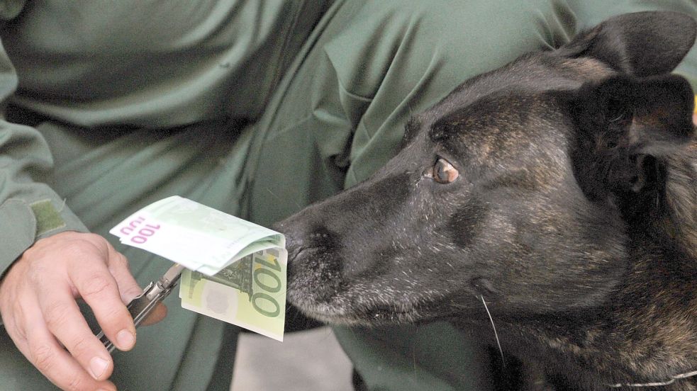 Auch speziell ausgebildete Hunde sind in der Lage, Falschgeld zu erkennen. Aber die hat man als Verbraucher selten zur Verfügung, deshalb sollte man selbst aktiv werden. Foto: Archiv/OZ