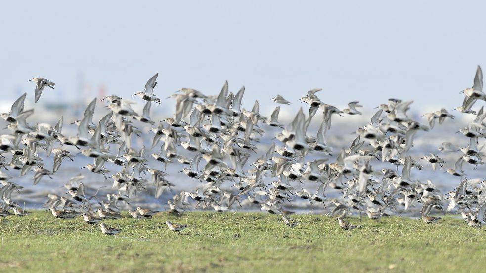 Große Schwärme von Zugvögeln – hier Alpenstrandläufer – lassen sich im Wattenmeer beobachten. Foto: Reichert/NLPV