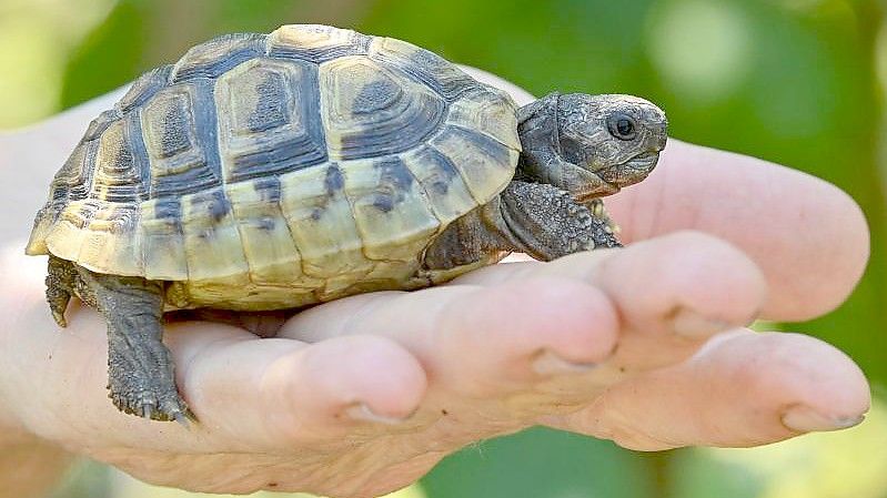 Eine noch junge Griechische Landschildkröte. Landschildkröten können über 100 Jahre alt werden. Foto: Patrick Pleul/dpa-Zentralbild/ZB