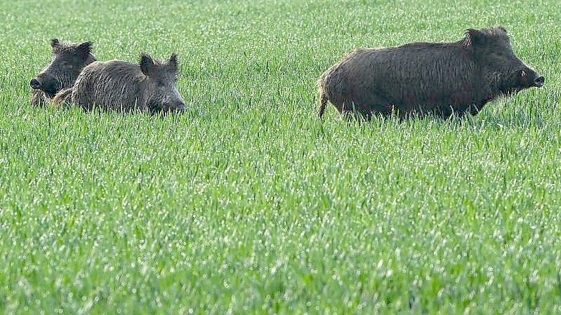 Laut Agrarministerium sind in Brandenburg und in Sachsen aktuell 2070 von ASP betroffene Wildschweine erfasst. Foto: Patrick Pleul/dpa-Zentralbild/dpa