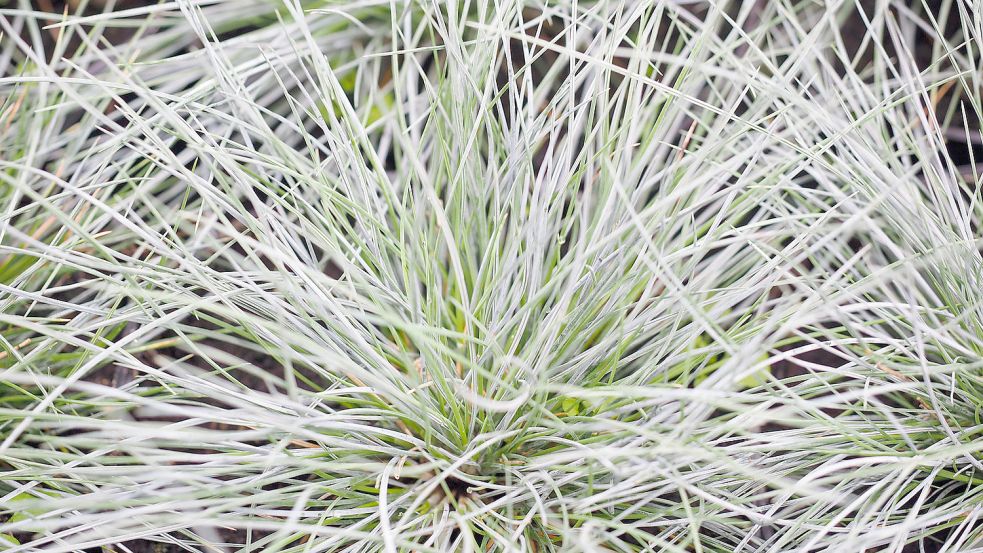 Gras ist nicht mal immer grün, wie dieses Schwingelgras (Festuca) beweist. Foto: pixabay.com