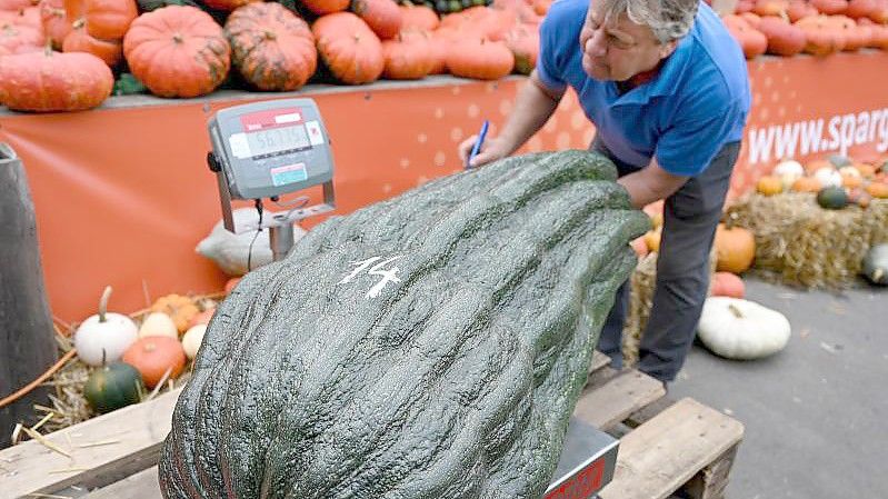 Stolze 56,75 Kilo brachte diese Zucchini auf die Waage - ein neuer deutscher Rekord. Foto: Monika Skolimowska/dpa-Zentralbild/dpa