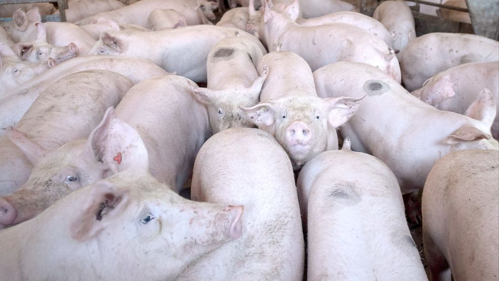 Schweine im Stall: Die Aufzucht der Tiere ist für die Landwirte derzeit ein Verlustgeschäft. Ein Krisengipfel soll Lösungen suchen. Foto: Sina Schuldt/dpa
