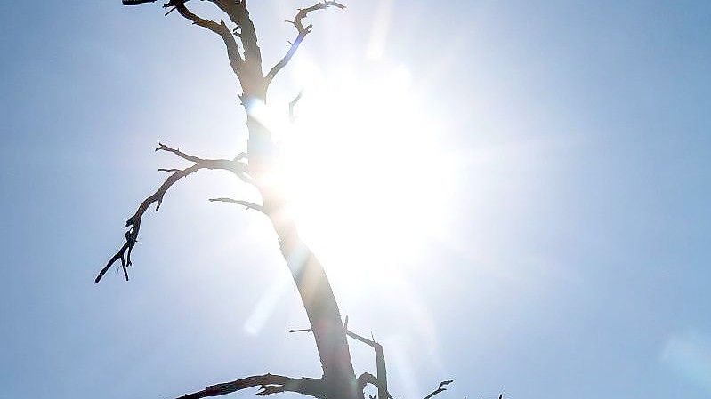 Die Silhouette eines toten Baumes zeichnet sich vor der sengenden Sonne ab. Foto: Sina Schuldt/dpa