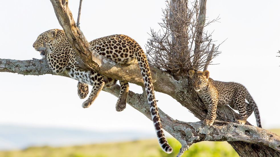 Eine Leopardin mit einem etwa drei Monate alten Jungen. Erwachsene und junge Leoparden bringen sich vor Konkurrenten oft auf Bäumen in Sicherheit, da Löwen schlechte Kletterer sind und Hyänen mit ihren stumpfen Klauen überhaupt nicht klettern können. Foto: NDR/Doclights GmbH/Reinhard Radke Foto: NDR/Doclights GmbH/Reinhard Radke