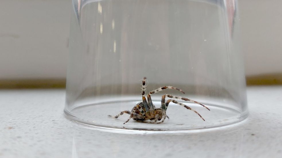 Gerade noch erwischt: Die meisten Spinnen kommen durchs Fenster in Wohnung und Haus. Dieser Kreuzspinne gefällt es im Glas gar nicht, sie geht in Angriffsposition. Nach der Aufnahme kam sie schnell nach draußen. Foto: Hanssen