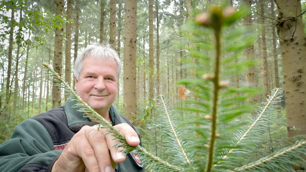 Bezirksförster Erich Delfs vor einer jungen Fichte, deren Art vom Borkenkäfer besonders bedroht ist. Foto: Ortgies