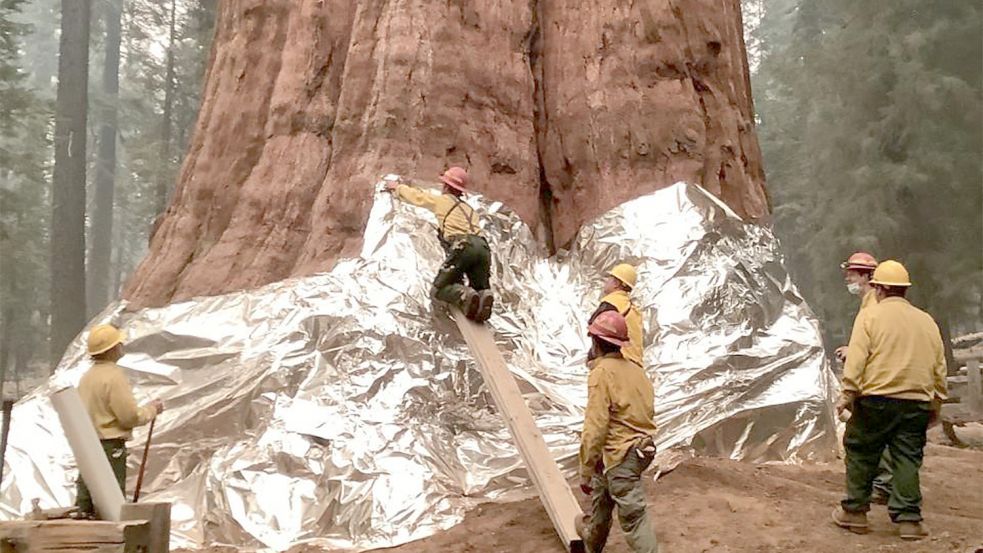 Er gilt als der höchste Riesenmammutbaum der Welt: Ein Waldbrand bedroht „General Sherman“. Foto: AFP PHOTO / NATIONAL PARK SERVICE/ HO