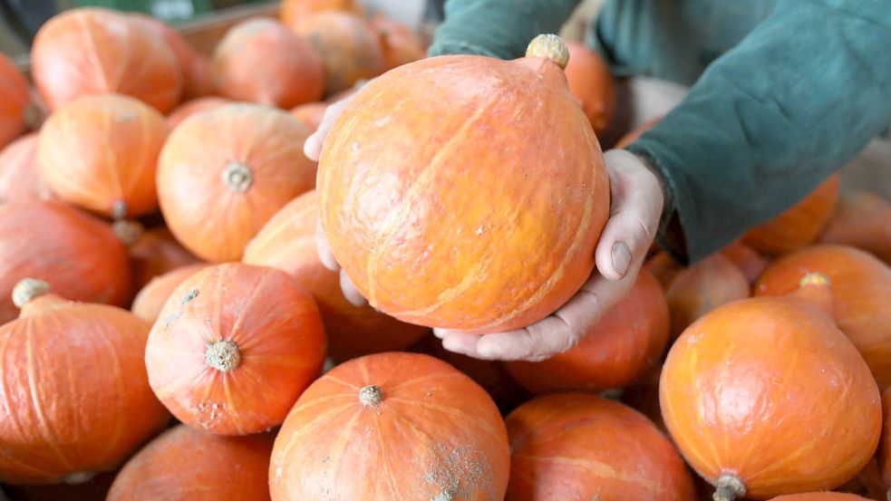 Die Kürbissaison beginnt. Foto: dpa/Bernd Wüstneck