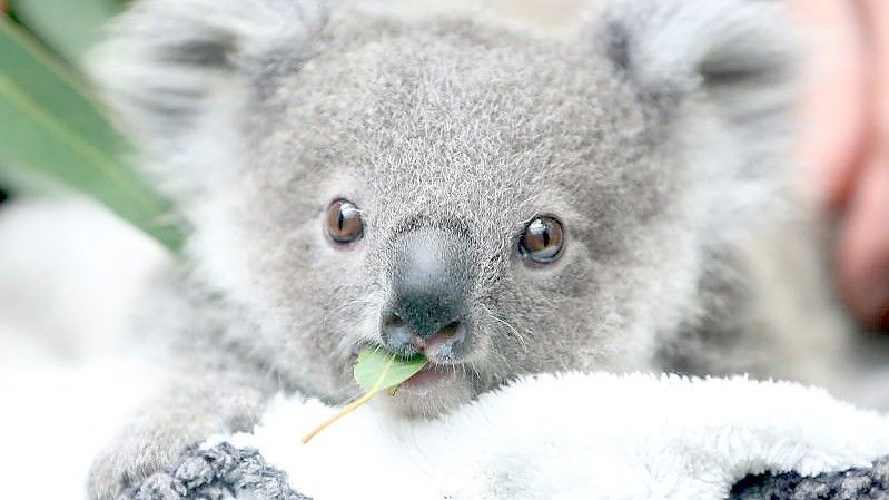 Ein Koala-Baby kaut an einem Eukalyptusblatt. Die Zahl der Beutelsäuger nimmt rapide ab. Foto: Roland Weihrauch/dpa