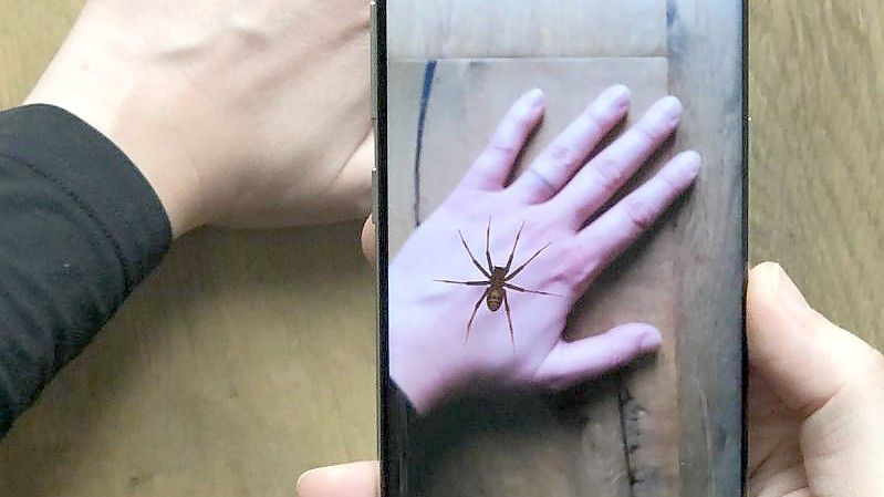 Eine App zeigt eine virtuelle Spinne auf einer Hand. Angst vor Spinnen macht vielen Leuten das Leben schwer - nun könnte das Handy Abhilfe schaffen. Foto: Universität Basel/dpa