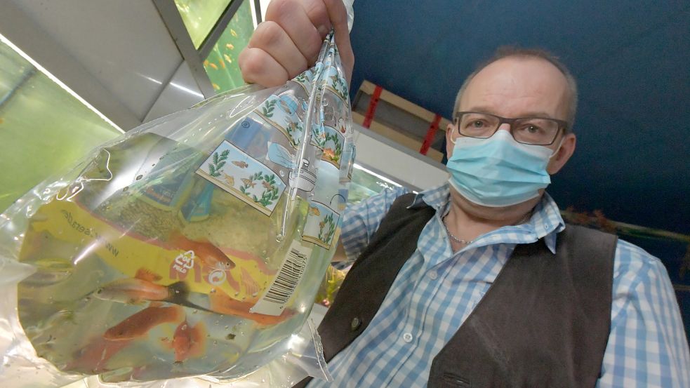 Im Plastikbeutel gehen die Fische bei Uwe Meyer nur auf die Reise, wenn ein Kunde sie in Empfang nimmt. Für den Umzug müssen die Tiere für kurze Zeit in einen Plastikeimer. Foto: Ortgies