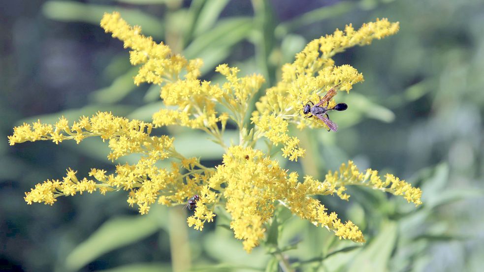 Solidago wird von hungrigen Nacktschnecken verschmäht. So bleibt die Freude an den Blüten. Foto: pixabay.com