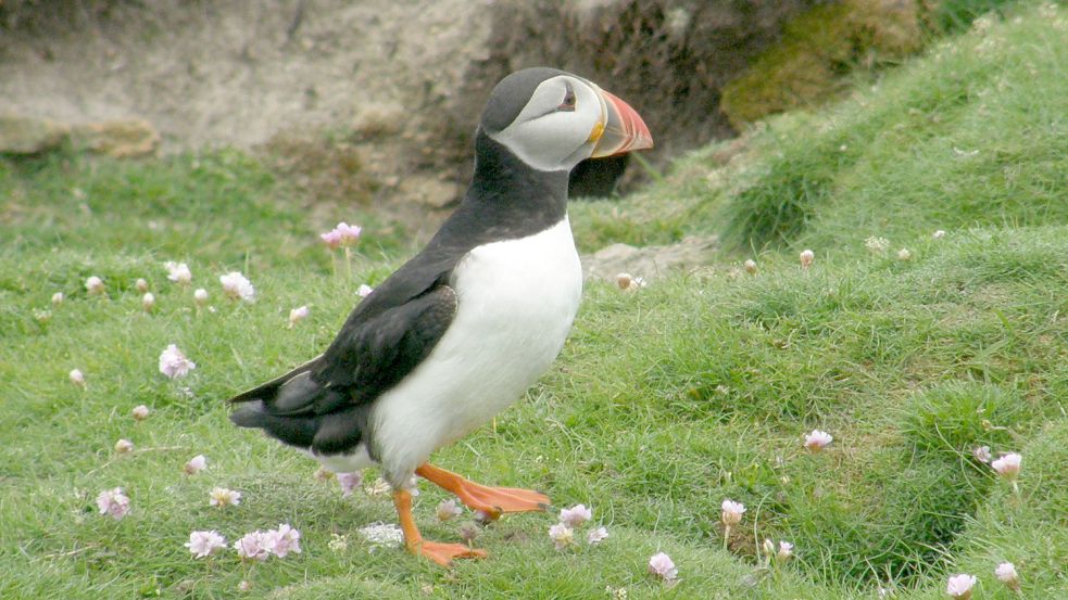 Auf seiner Reise zu den Shetland-Inseln kam Tilemann Schäffer diesem Papageitaucher sehr nah. „Sie haben keine Angst vor Menschen“, stellte er fest. Foto: Schäffer