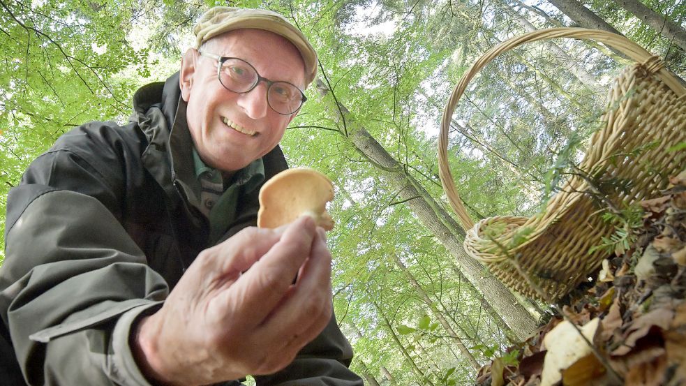 Mit etwas Glück, Geduld und Grundwissen lassen sich in hiesigen Wäldern Speisepilze wie der Semmelstoppelpilz finden. „Man muss nicht 300 Sorten kennen, wenn man Pilze sammeln möchte“, sagt Helmut Vortanz. „Es reichen auch einige wenige.“ Foto: Ortgies