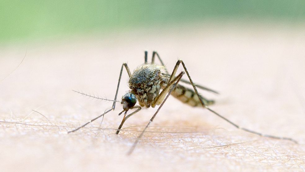 Nur die weiblichen Mücken stechen zu. Sie benötigen das Blut für die Fortpflanzung. Foto: Pleul/DPA