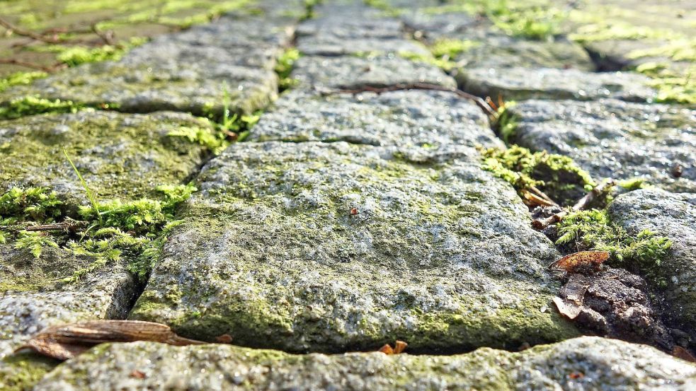 Vor allem im Schatten breitet sich oft ein grüner Belag auf Steinen aus, der rutschig werden kann. Foto: pixabay.com