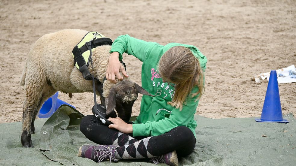 Der Schafbock Hermann ist den Kindern auf dem „Bau-Hof“ in Wunstorf sehr zugewandt. Fotos (4): privat
