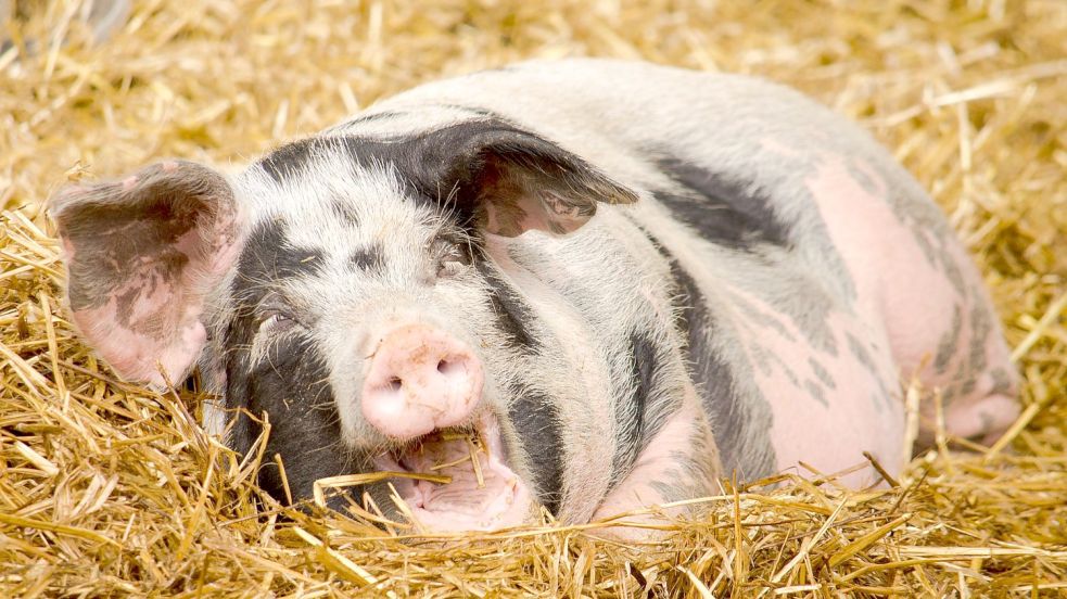 Diesem Schwein geht es gut. Wie das bessere Leben der Tiere finanziert werden soll, darum ist Streit in der Union entbrannt. Foto: Tobias Böckermann