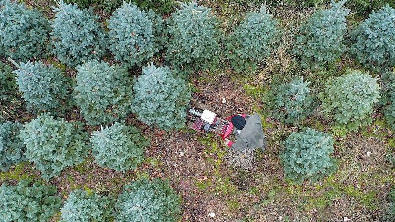 Acht bis zehn Millionen echte Weihnachtsbäume werden jährlich in Großbritannien verkauft, bis zu drei Millionen stammen bisher aus dem Ausland. Foto: Steve Parsons/PA Wire/dpa