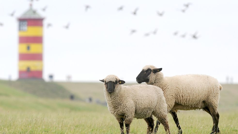 Schafe sind fester Bestandteil des Küstenschutzes, weil sie die Deiche festtreten und dadurch stabilisieren. Hier sind zwei Tiere am Pilsumer Leuchtturm zu sehen. DPA-Archivfoto: Wagner
