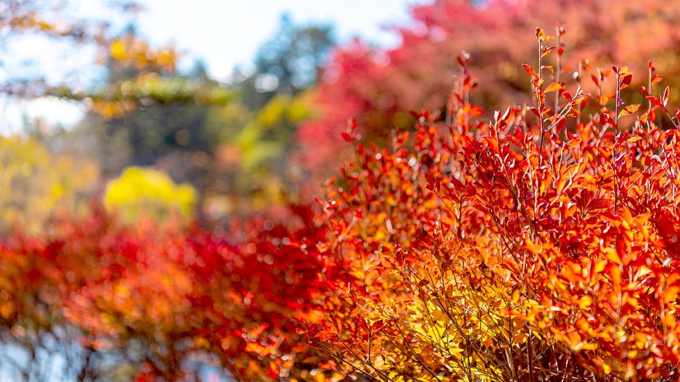 Feuerrote Blätter im Herbst. Foto: Shawn.ccf/stockadobe.com