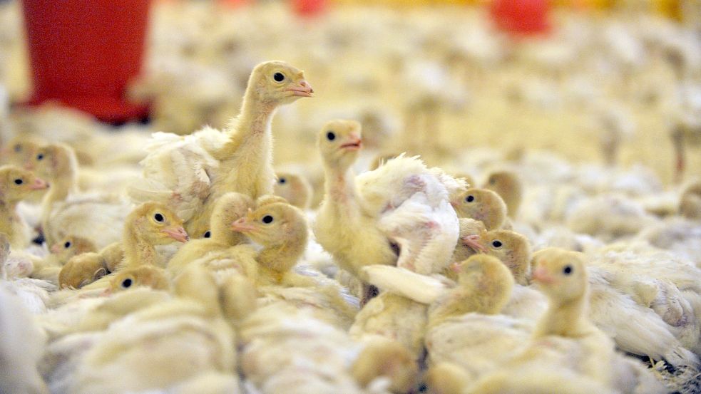 Junge Putenküken im Stall: Vielerorts bleiben die Ställe derzeit aber leer. Die Aufzucht lohnt sich nicht. Foto: Carmen Jaspersen