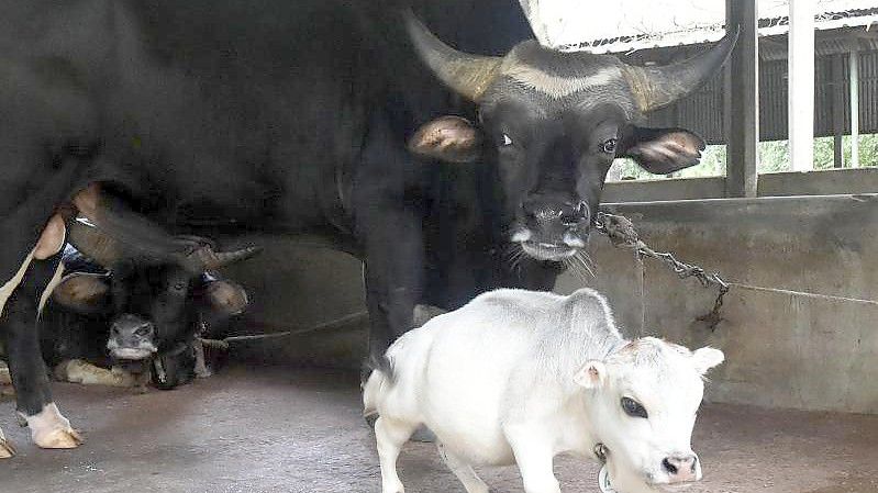 Die Mini-Kuh Rani ist vor rund einem Monat gestorben. Foto: -/XinHua/dpa