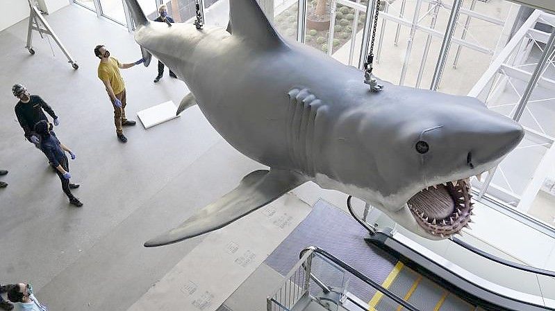 Eine Kunststoff-Nachbildung von „Bruce“, dem Hai aus Steven Spielbergs „Der weiße Hai“ von 1975, im Academy Museum of Motion Pictures. Foto: Chris Pizzello/Invision/AP/dpa
