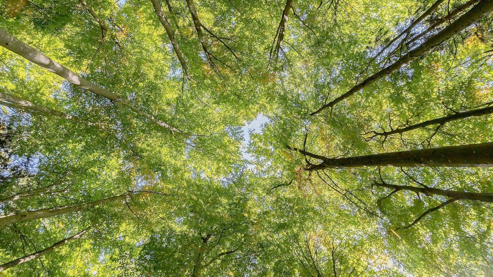 Politiker in Wittmund überlegen, wie die Stadt grüner werden kann. Bäume sollen dabei eine wichtige Rolle spielen. Foto: pixabay