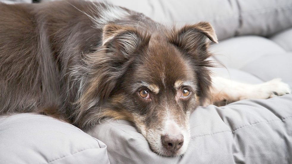 Wenn Hunde sich mit dem Zwingerhusten infizieren, sind sie unter anderem antriebslos. Foto: pixabay