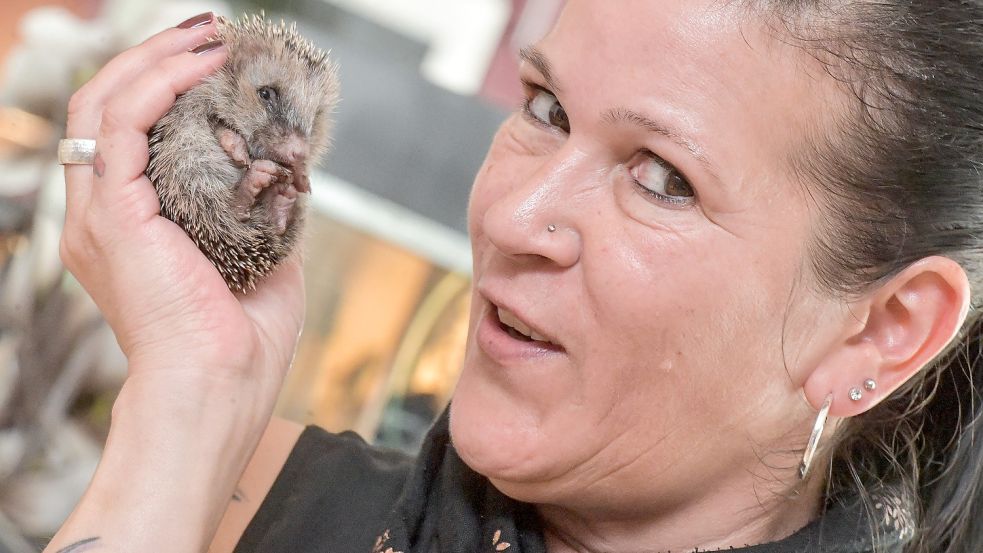 In ihrem Wohnzimmer päppelt Ramona Fernandez hilflose Igel mit einem Gewicht von unter 300 Gramm wieder auf. Foto: Ortgies