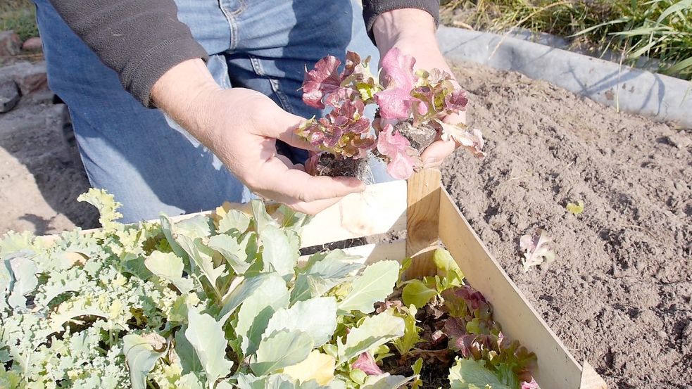 Roter Eichblattsalat kann als Jungpflanze noch flink ins Beet. Foto: ostfriesen.tv