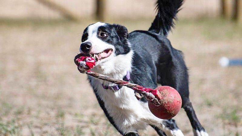 Ein Hund läuft mit einem Spielzeug im Maul. Manche Hunde können sich Wörter über sehr lange Zeit merken. Foto: Eötvös Loránd University/dpa