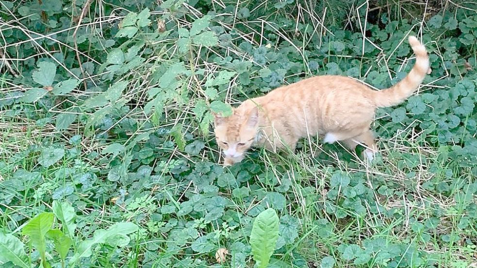 Die Katze ist wohlauf. Foto: Feuerwehr