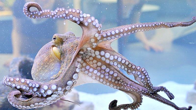 Im Staatlichen Museum für Naturkunde Karlsruhe (Baden-Württemberg) wird ein lebender gemeiner Krake (Octopus vulgaris) gezeigt. Foto: picture alliance / dpa