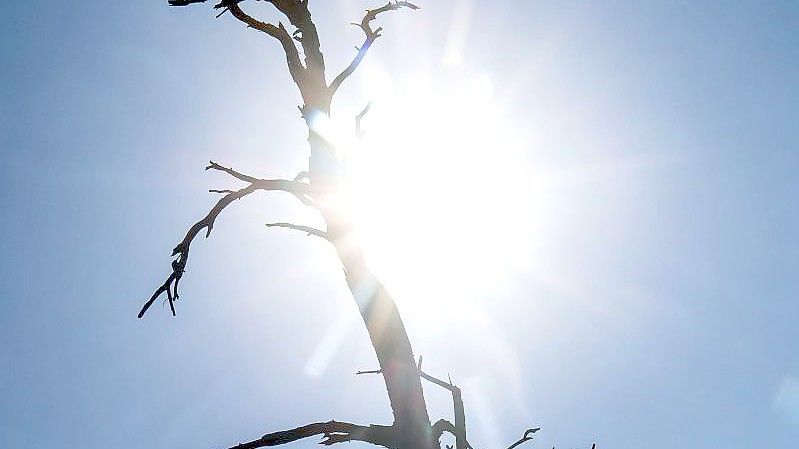 Die Silhouette eines toten Baumes zeichnet sich vor der Sonne ab. Foto: Sina Schuldt/dpa