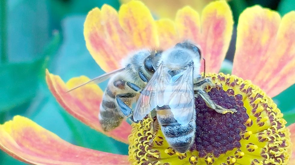 Zwei Bienen sitzen auf einer Blume und bedienen sich am Nektar. Die Tiere sind wichtig für die Bestäubung von Blüten. Foto: Hanssen