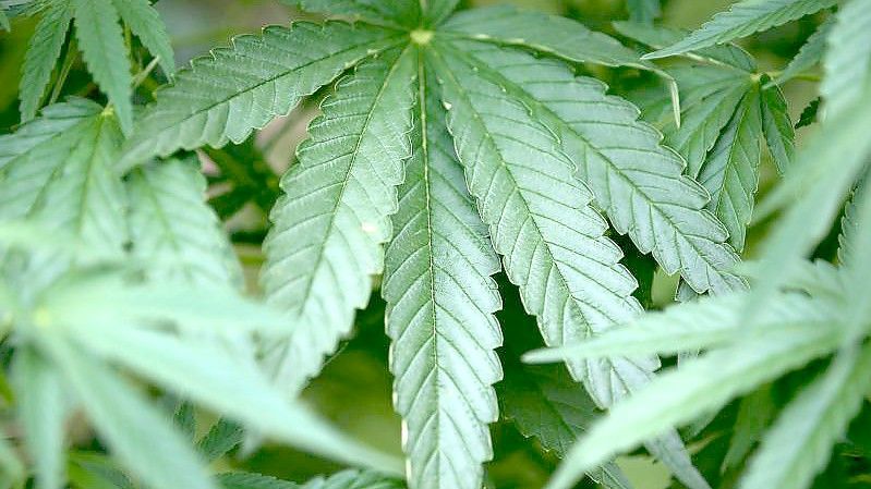 Bei jungen Erwachsenen ist der Cannabiskonsum weiter gestiegen. Foto: Oliver Berg/dpa