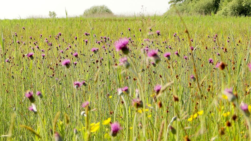 In Pfeifengraswiesen kommt typischerweise die Englische Distel vor. Foto: Steven/Privat