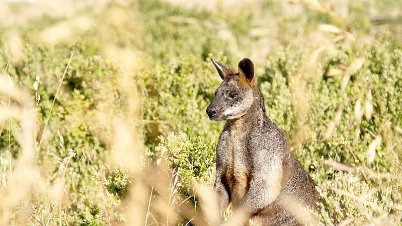 Kängurus stehen in Australien unter besonderem Schutz. (Symbolbild). Foto: Bernhard Krieger/dpa-tmn
